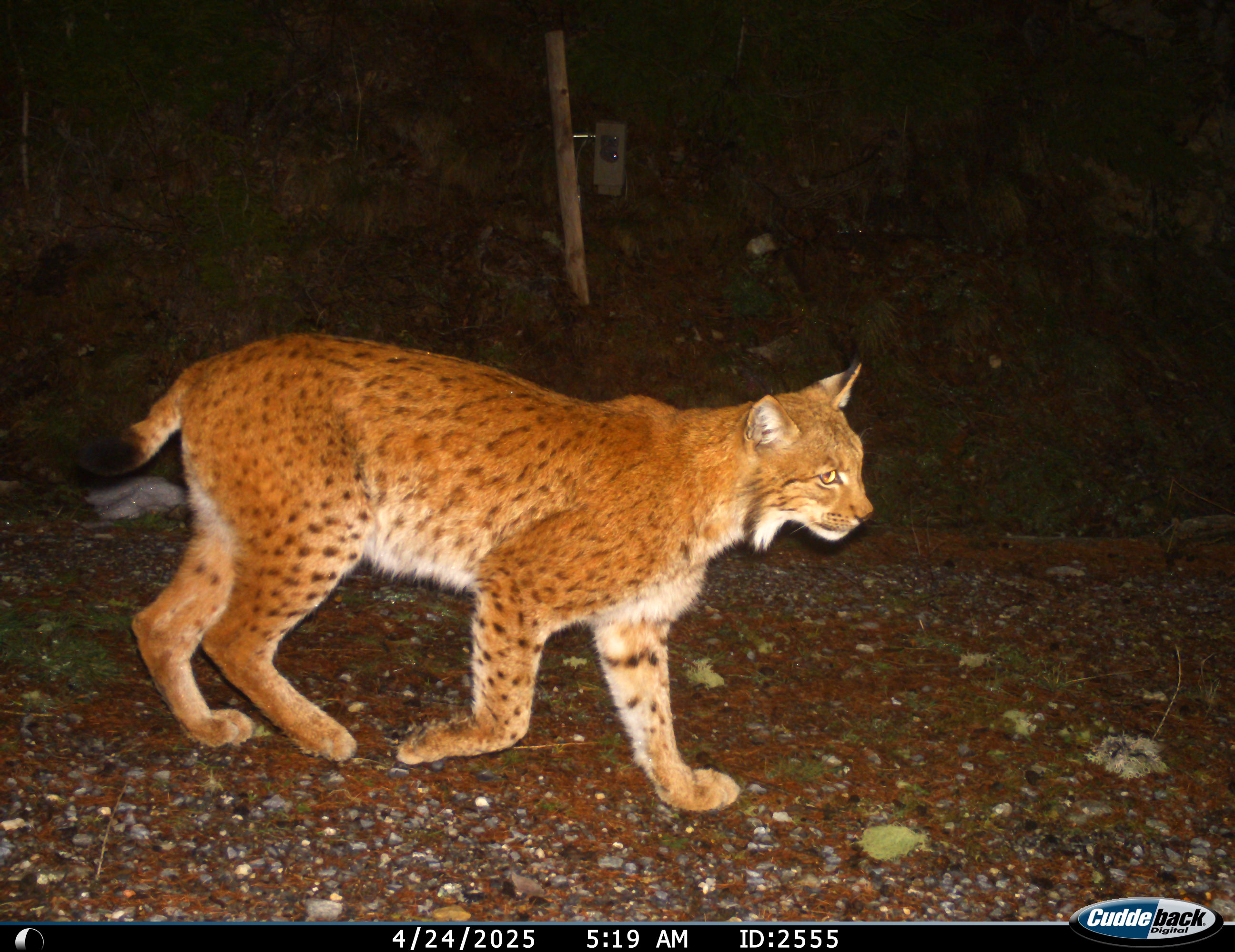 The Lynx In The Reference Area Upper Valais | KORA – Raubtierökologie ...